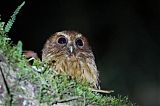 Cinnamon Screech-Owl